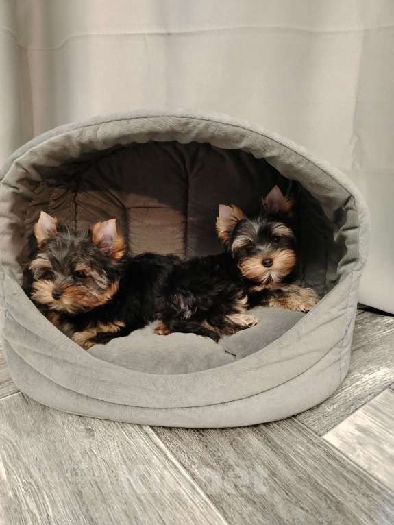 Собаки в Томске: Йоркширский терьер щенки РКФ Мальчик, 40 000 руб. - фото 5