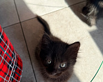 Кошки в Сочи: Котята крысоловы Девочка, 1 руб. - фото 10