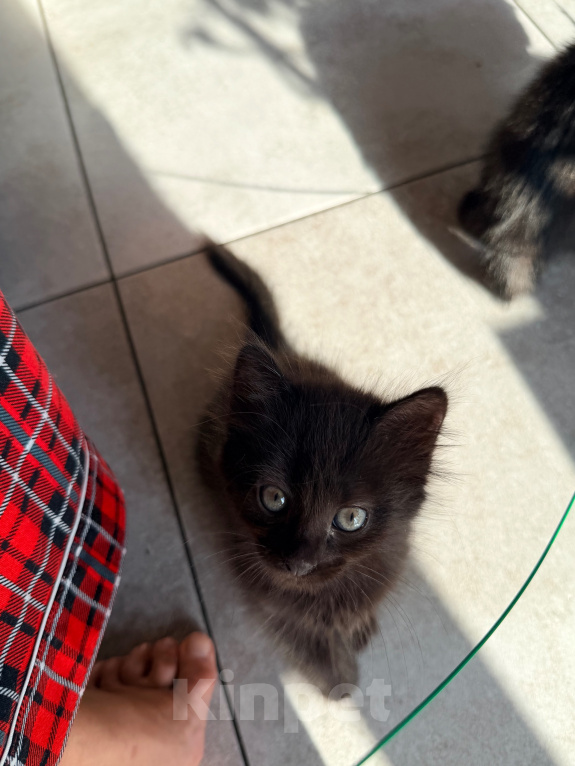 Кошки в Сочи: Котята крысоловы Девочка, 1 руб. - фото 10