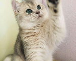 Кошки в Симферополе: Британский малыш  Мальчик, 60 000 руб. - фото 2