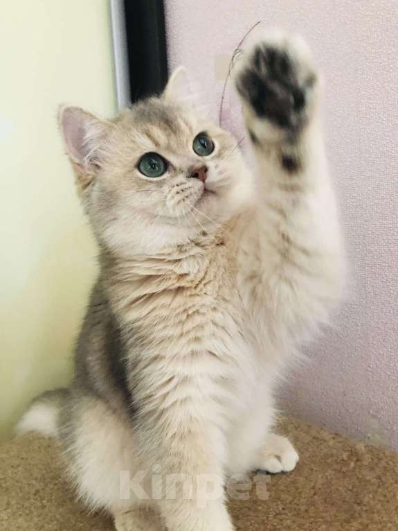 Кошки в Симферополе: Британский малыш  Мальчик, 60 000 руб. - фото 2