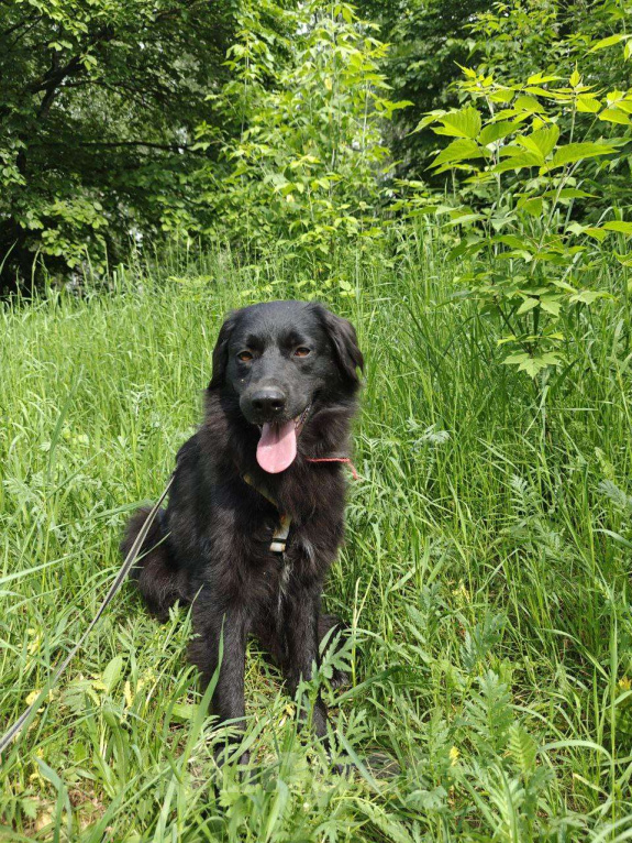 Собаки в Москве: Черные сестрицы, блеск и элегантность  Девочка, Бесплатно - фото 7
