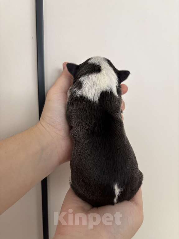 Собаки в Москве: Миниатюрный бультерьер Девочка, 120 000 руб. - фото 2