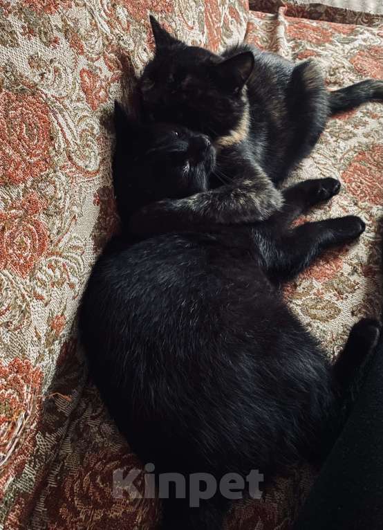 Кошки в Набережных Челнах: Лапочка Малыха Девочка, Бесплатно - фото 2