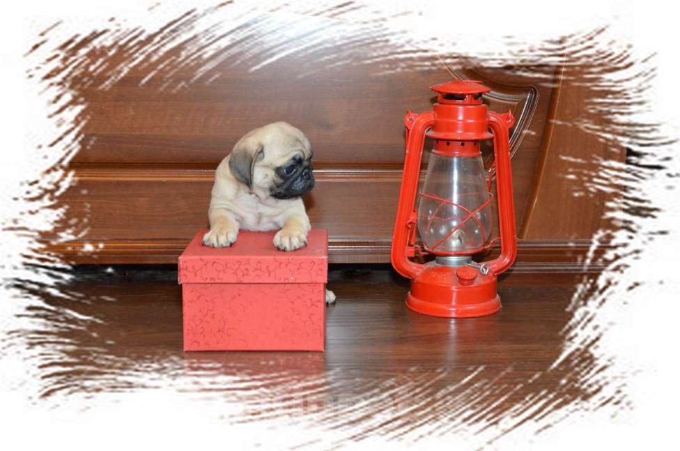 Собаки в Твери: Малыш мопсенок Мальчик, 40 000 руб. - фото 2