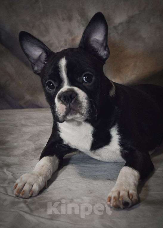 Собаки в Омске: Девочка бостон терьер Девочка, 68 000 руб. - фото 8