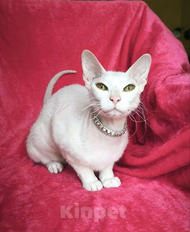 Кошки в Москве: девочка сфинкс 8 месяцев в добрые руки  Девочка, 1 000 руб. - фото 3