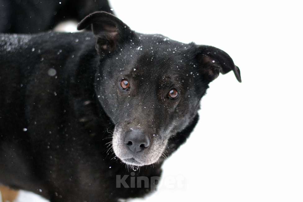 Собаки в Москве: Челси Девочка, Бесплатно - фото 8