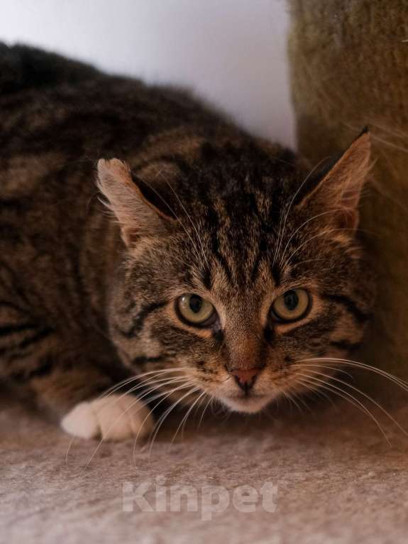 Кошки в Санкт-Петербурге: Говорун из приюта в добрые руки Мальчик, Бесплатно - фото 3