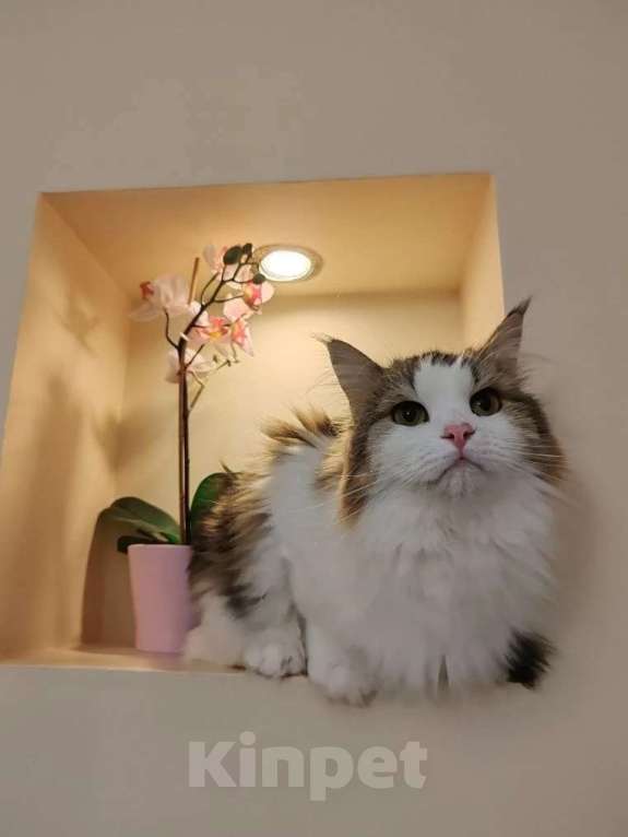 Кошки в Москве: Марта - роскошная кошка с рысьими кисточками Девочка, Бесплатно - фото 5