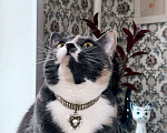 Кошки в Москве: Пепельная трехцветная Шерри Девочка, Бесплатно - фото 4