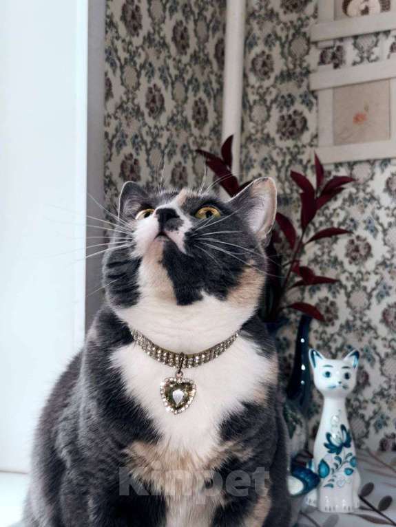Кошки в Москве: Пепельная трехцветная Шерри Девочка, Бесплатно - фото 4