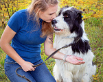 Собаки в Наро-Фоминске: Самый обаятельный и обнимательный: Гиджет Мальчик, Бесплатно - фото 3