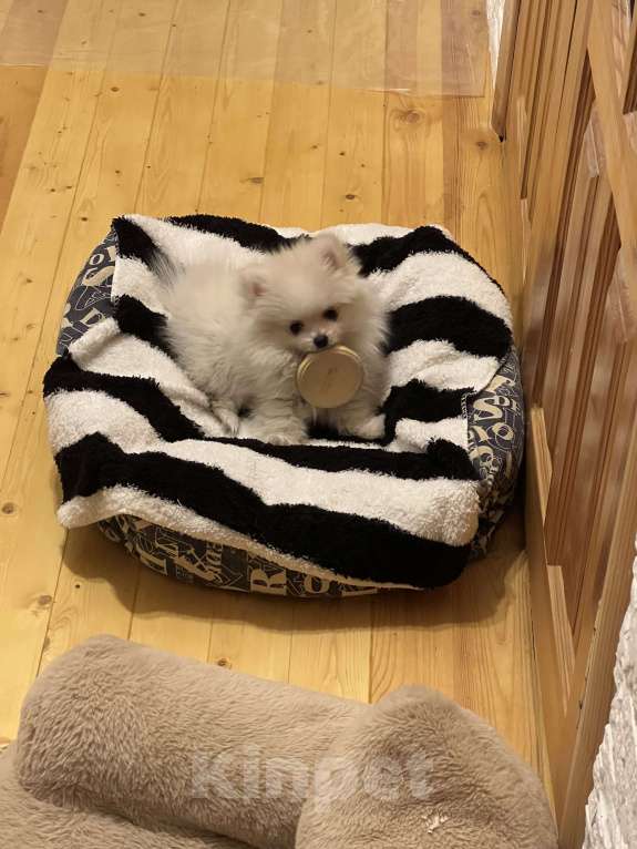 Собаки в Смоленске: Lapochka Девочка, 20 000 руб. - фото 2