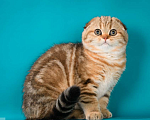Кошки в Щербинке: золотая мраморная кошечка Девочка, 25 000 руб. - фото 5