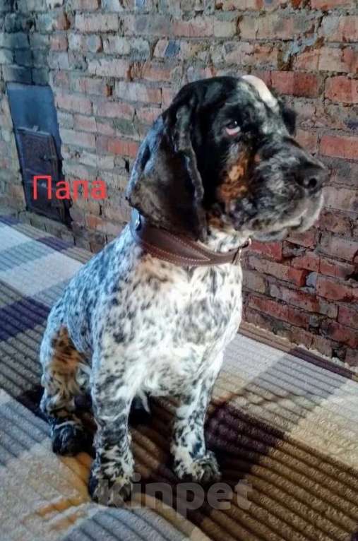 Собаки в Омске: Русский спаниэль Девочка, 8 000 руб. - фото 6