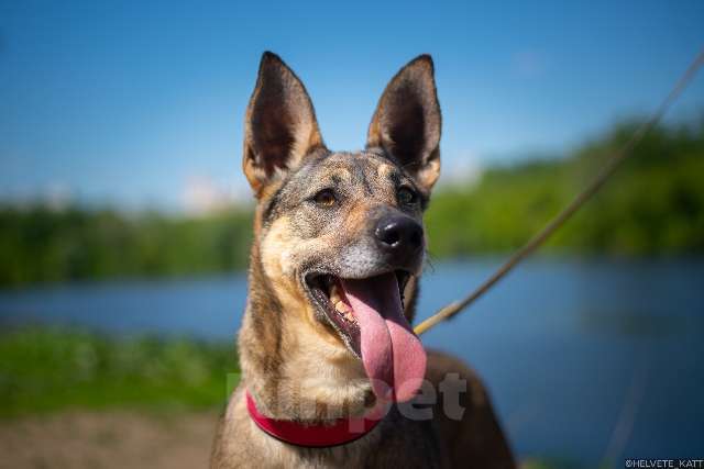 Собаки в Москве: Позитивная и жизнерадостная собака Кэнди в добрые руки Девочка, Бесплатно - фото 3