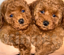 Собаки в других городах Краснодарского края: Ищу хозяина  Мальчик, Бесплатно - фото 1