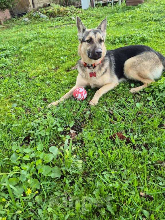 Собаки в Москве: Рокси очень нужен дом Девочка, Бесплатно - фото 5