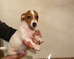 Собаки в Таганроге: Щенки Джек Рассел терьер Девочка, 12 000 руб. - фото 4