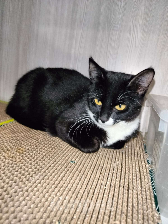 Кошки в Москве: Малышка Кýпи Девочка, Бесплатно - фото 8