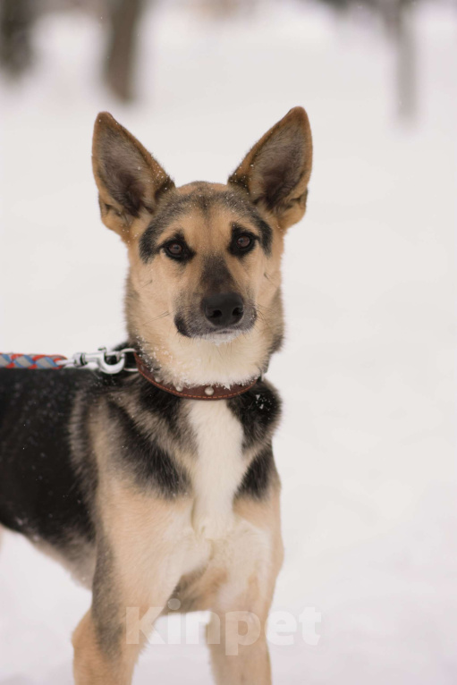 Собаки в Москве: Айрис Девочка, Бесплатно - фото 2
