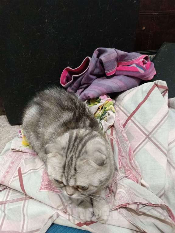 Кошки в Перми: Отдаю бесплатно шотландская вислоухая кошка  Девочка, Бесплатно - фото 2