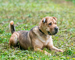 Собаки в Ногинске: Метис шарпея Шарон в поиске дома Мальчик, Бесплатно - фото 5