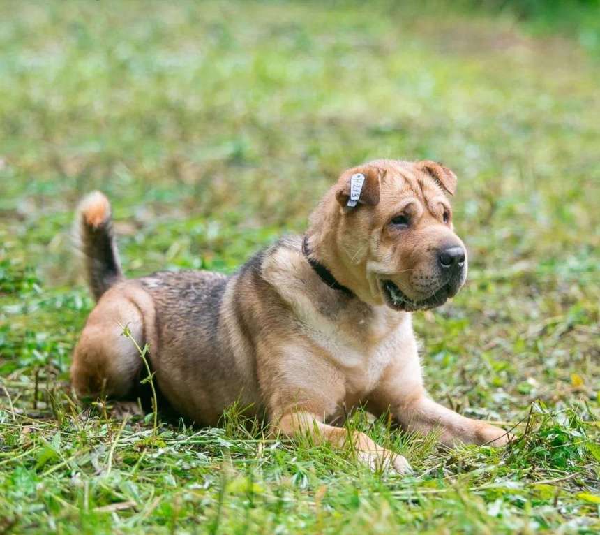 Собаки в Ногинске: Метис шарпея Шарон в поиске дома Мальчик, Бесплатно - фото 5