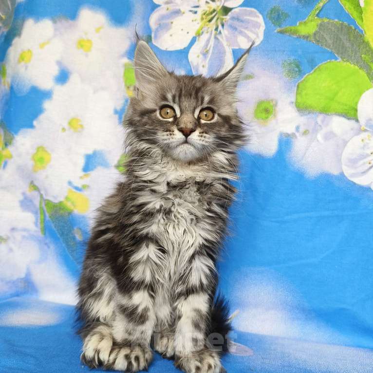 Кошки в Москве: Котёнок Мейн Кун Девочка из питомника Девочка, 50 000 руб. - фото 4