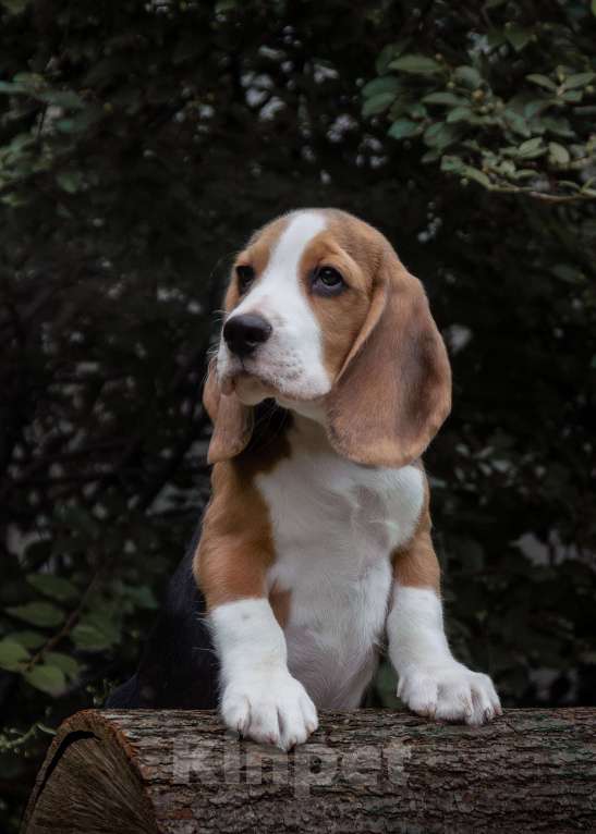 Собаки в Москве: Бигль. Мальчик Мальчик, 40 000 руб. - фото 2