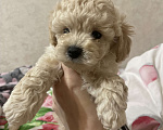 Собаки в Нижнем Новгороде: Той-пудель мальчик (светлый)  Мальчик, 50 000 руб. - фото 3