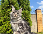 Кошки в Чехове: Мейн-кун котенок Мальчик, 60 000 руб. - фото 1