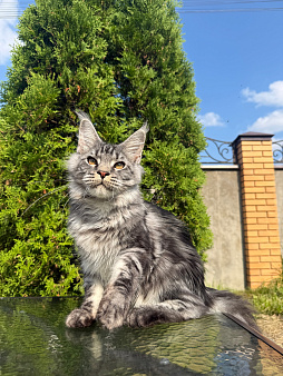 Мейн-кун котенок
