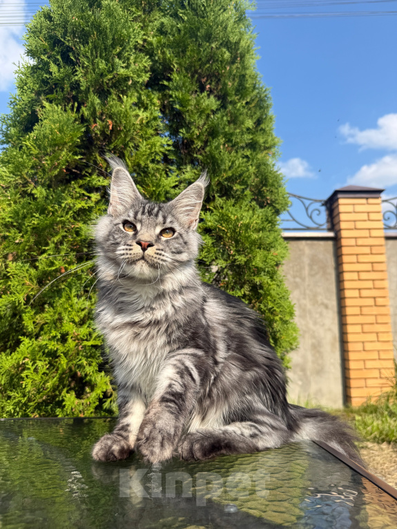 Кошки в Чехове: Мейн-кун котенок Мальчик, 60 000 руб. - фото 1