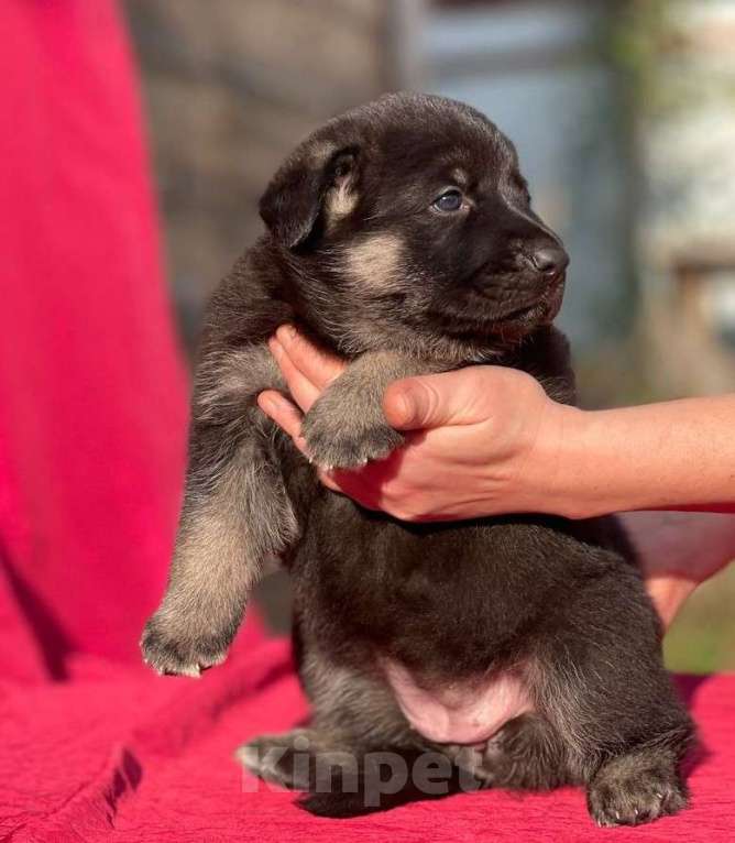 Собаки в других городах Ленинградской области: сука ВЕО от Гордость Питера Церри Бой х Гроза Девочка, 40 000 руб. - фото 7