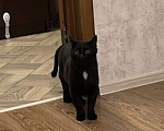 Кошки в Краснодаре: Потерялся кот Мальчик, 5 000 руб. - фото 2