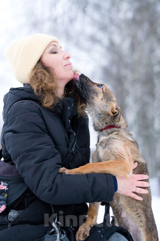 Собаки в Воскресенске: Смурфик ищет дом! Мальчик, Бесплатно - фото 5