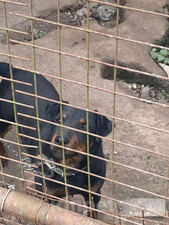 Собаки в других городах Калужской области: Собака в добрые руки Мальчик, Бесплатно - фото 3