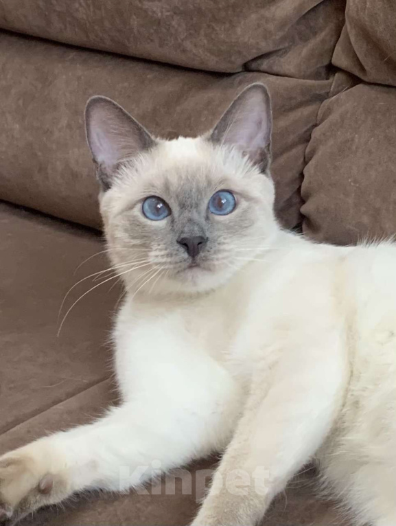 Кошки в Москве: Тайский котик, окрас блю-пойнт Мальчик, Бесплатно - фото 1