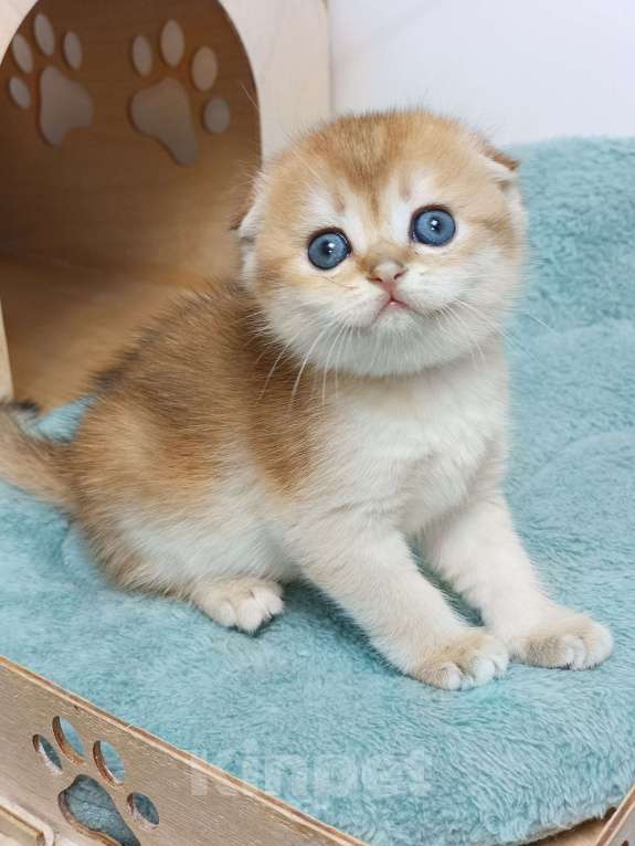 Кошки в Москве: Фëрджи Девочка, 80 000 руб. - фото 1