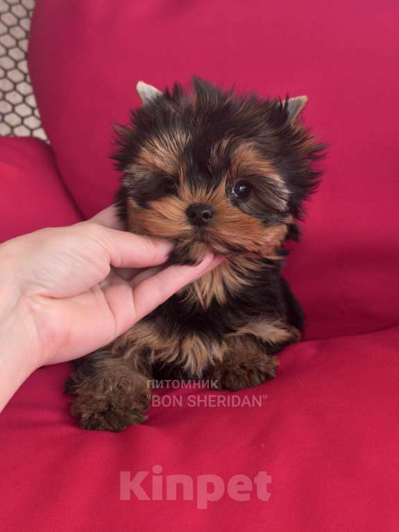 Собаки в Пушкино: Супер мини девочка йоркширский терьер Девочка, 130 000 руб. - фото 3
