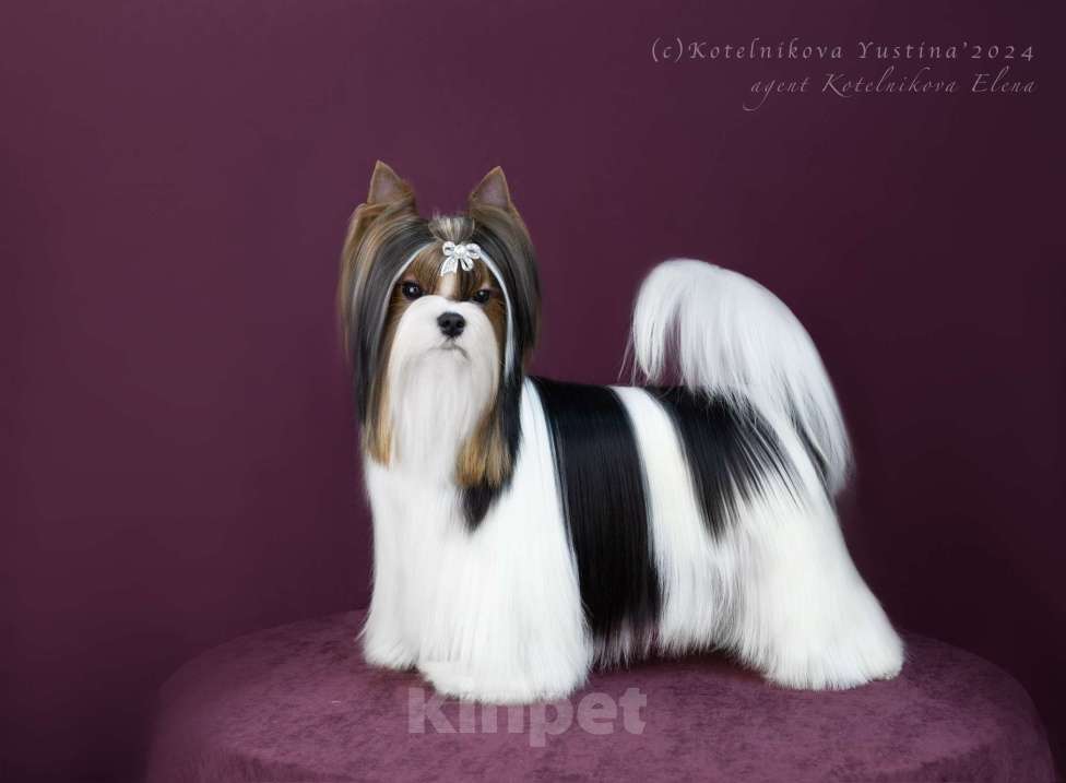 Собаки в Москве: Достойный кавалер Мальчик, Бесплатно - фото 1