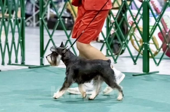 Собаки в Королеве: Красавец цвергшнауцер ищет даму сердца Мальчик, 10 000 руб. - фото 2