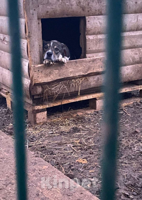 Собаки в других городах Московской области: Сладкий пирожок заждался свою семью Мальчик, Бесплатно - фото 10