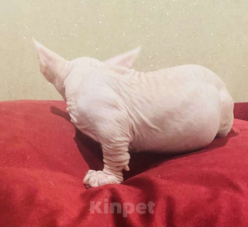 Кошки в Сочи: Бамбино Мальчик, 30 000 руб. - фото 2