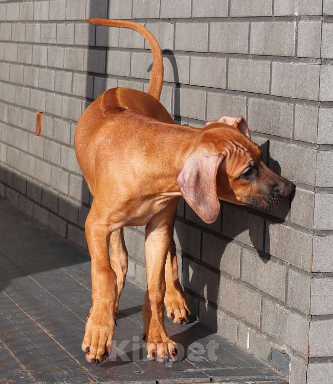 Собаки в Москве: Мальчик Родезийского Риджбека Мальчик, Бесплатно - фото 8