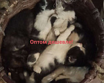 Кошки в Москве: котята: трёхцветные кошечки и чёрно-белые коты Девочка, 300 руб. - фото 9