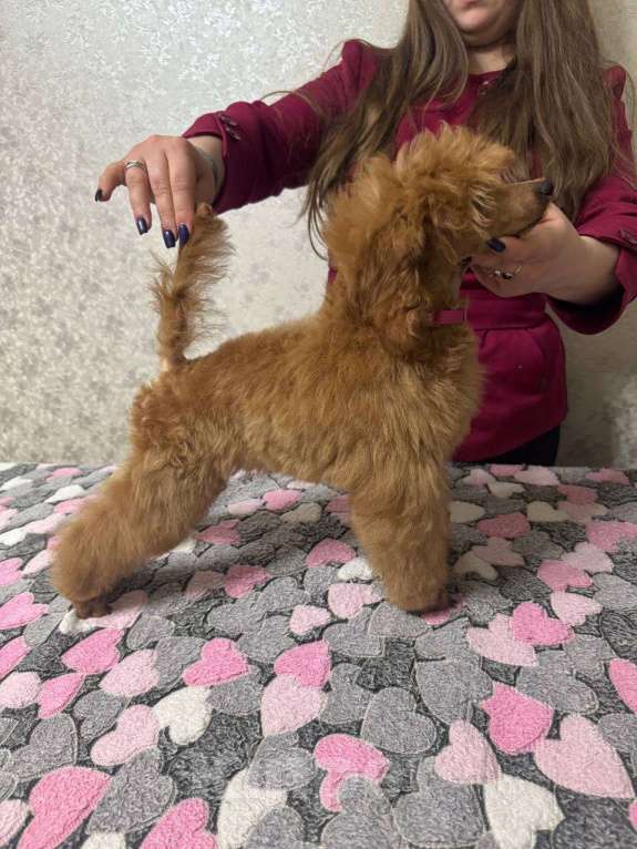 Собаки в Москве: Пудель миниатюрный  Девочка, 135 000 руб. - фото 2