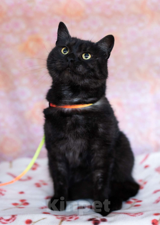 Кошки в Москве: Ласковый котик в добрые руки Мальчик, Бесплатно - фото 8